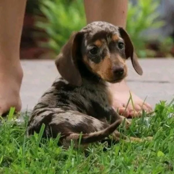 Mini Dachshund Puppies for adoption and rehoming