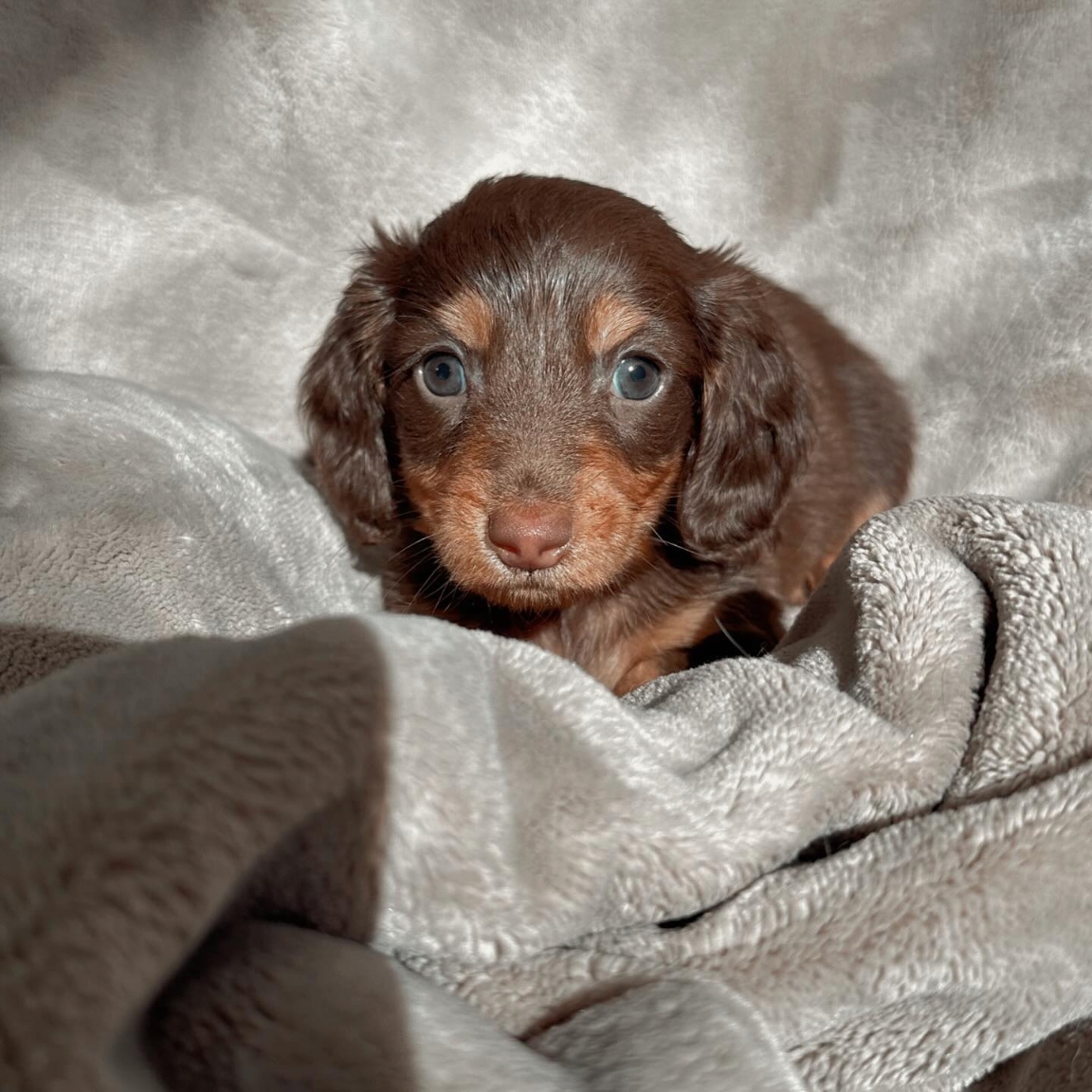 Mini dachshund Chocolate male