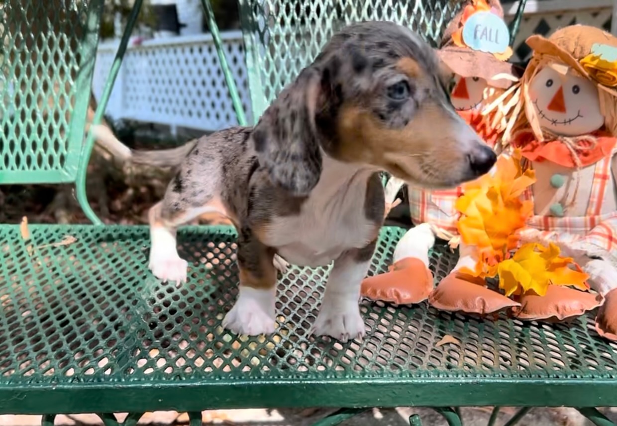 Mini dachshund black and tan dapple