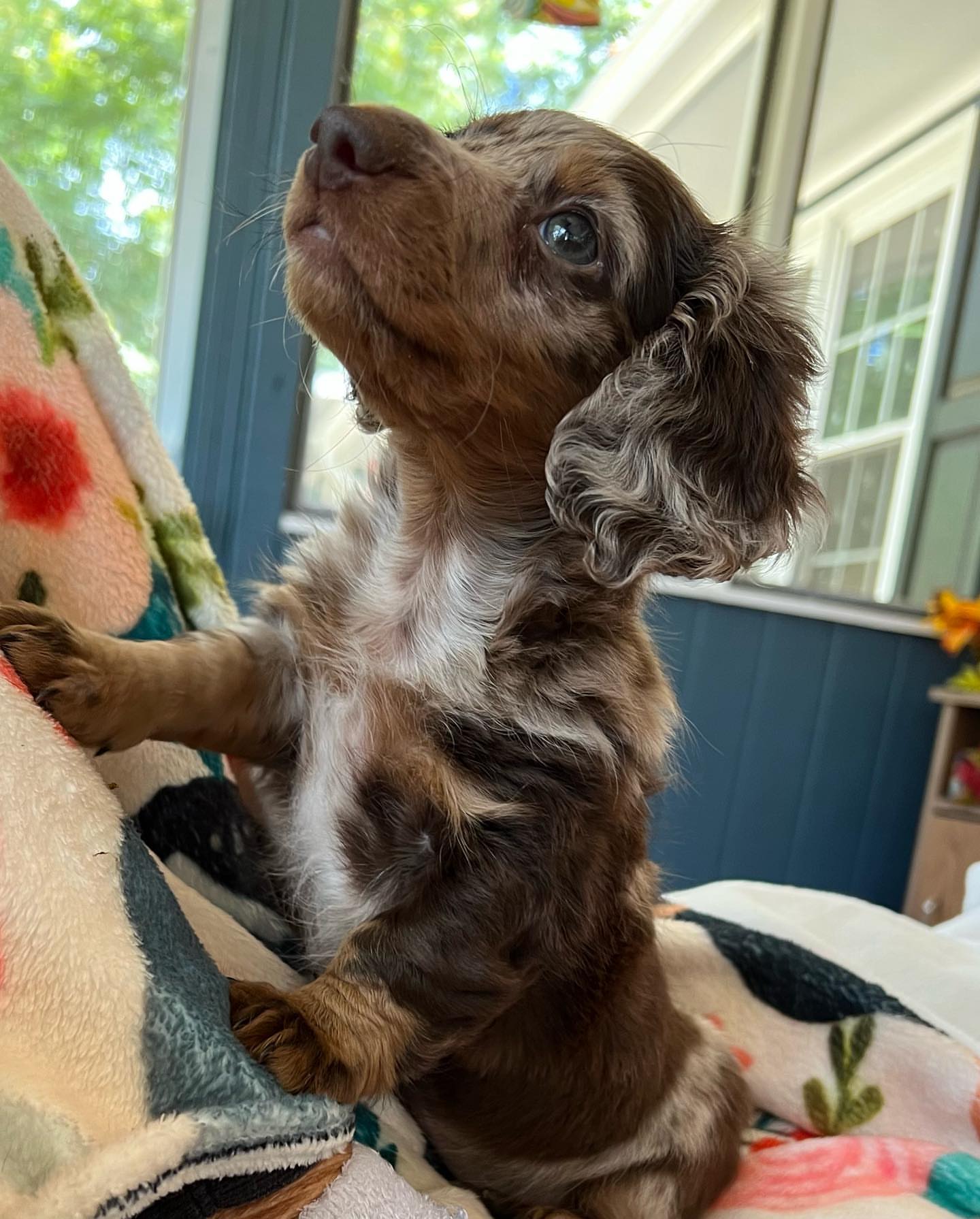 Mini dachshund dapple boy