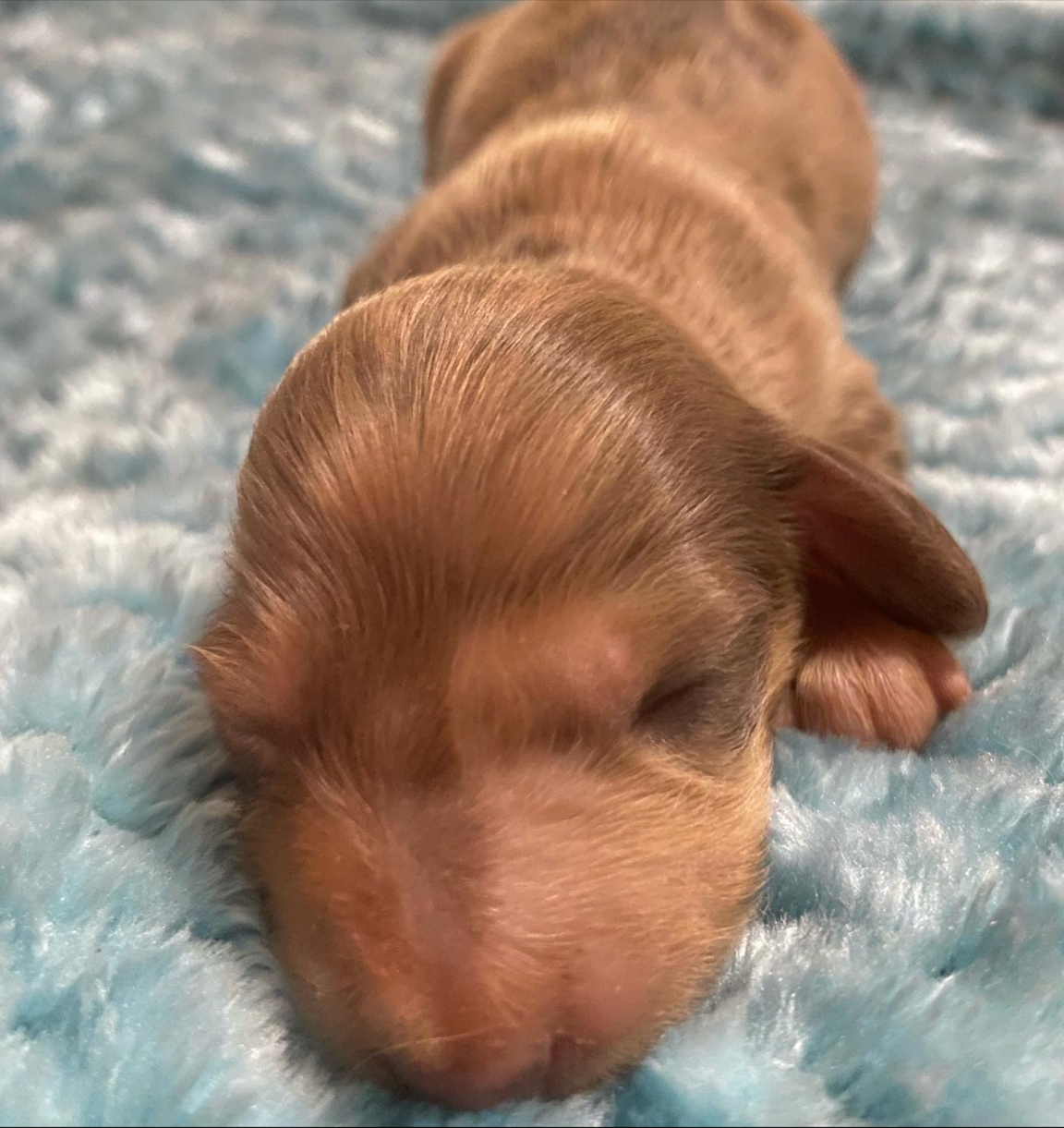 Mini dachshund male