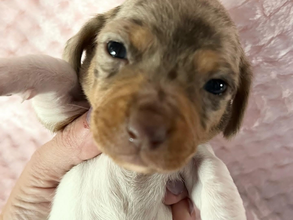 Shorthair chocolate and tan dapple piebald female.