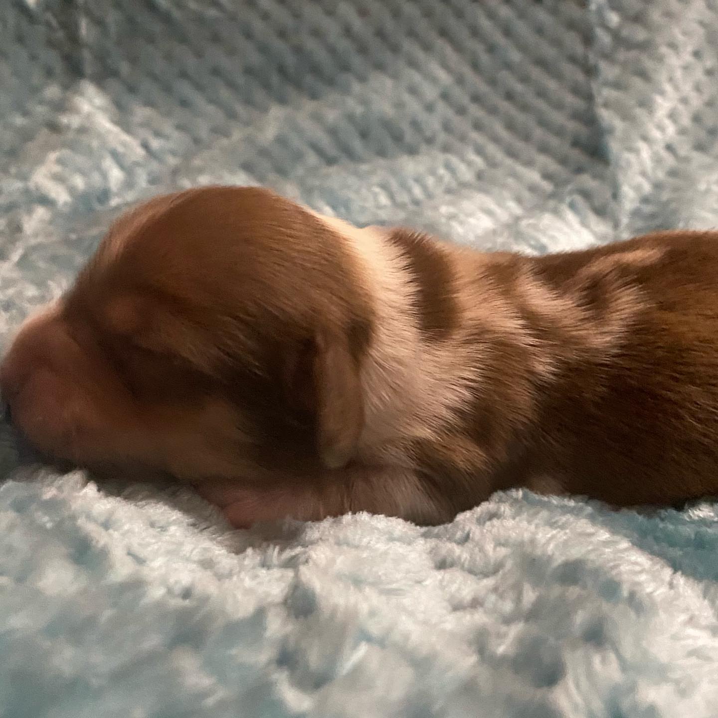 Mini dachshund male