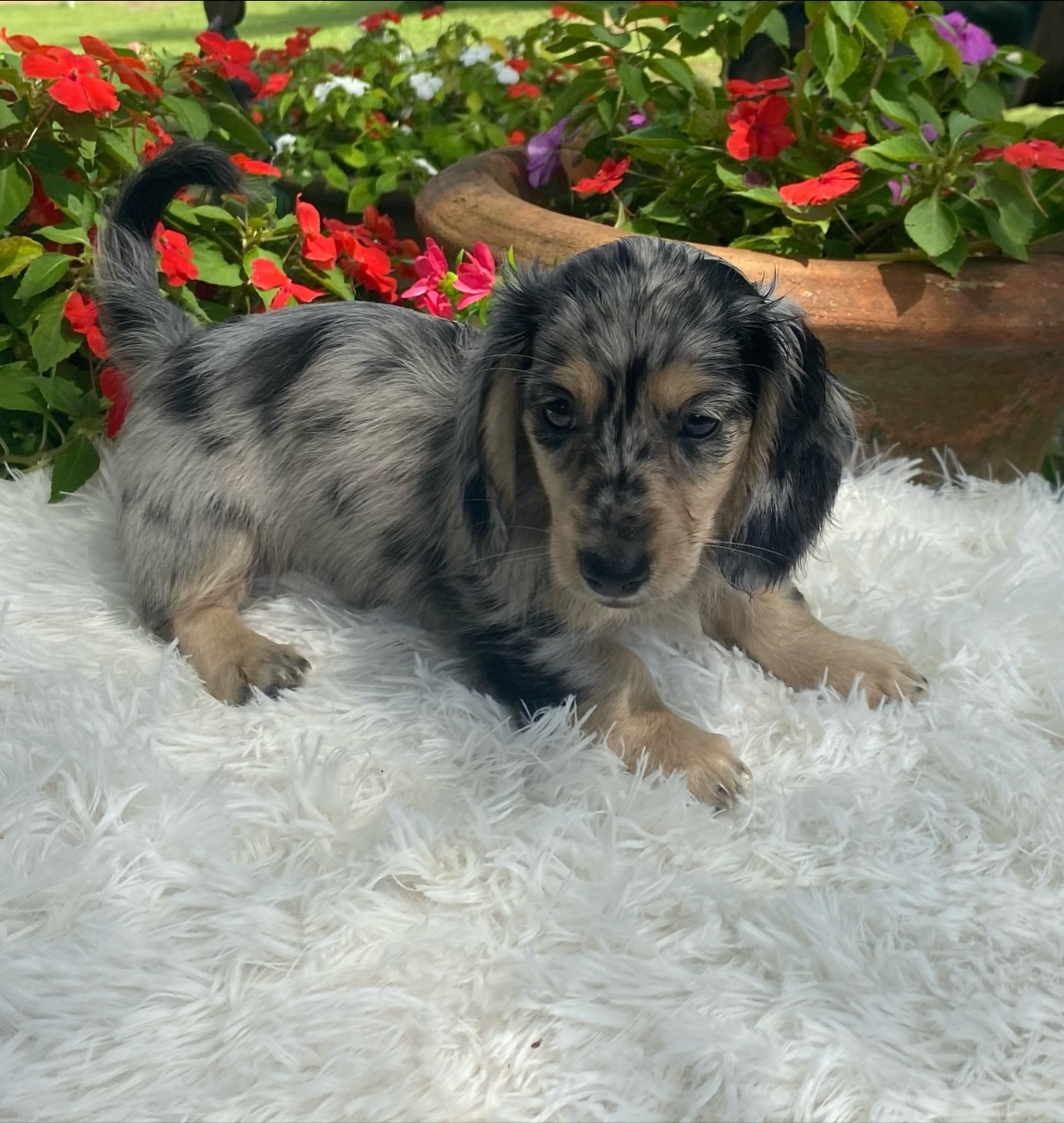 Longhair black and cream dapple male