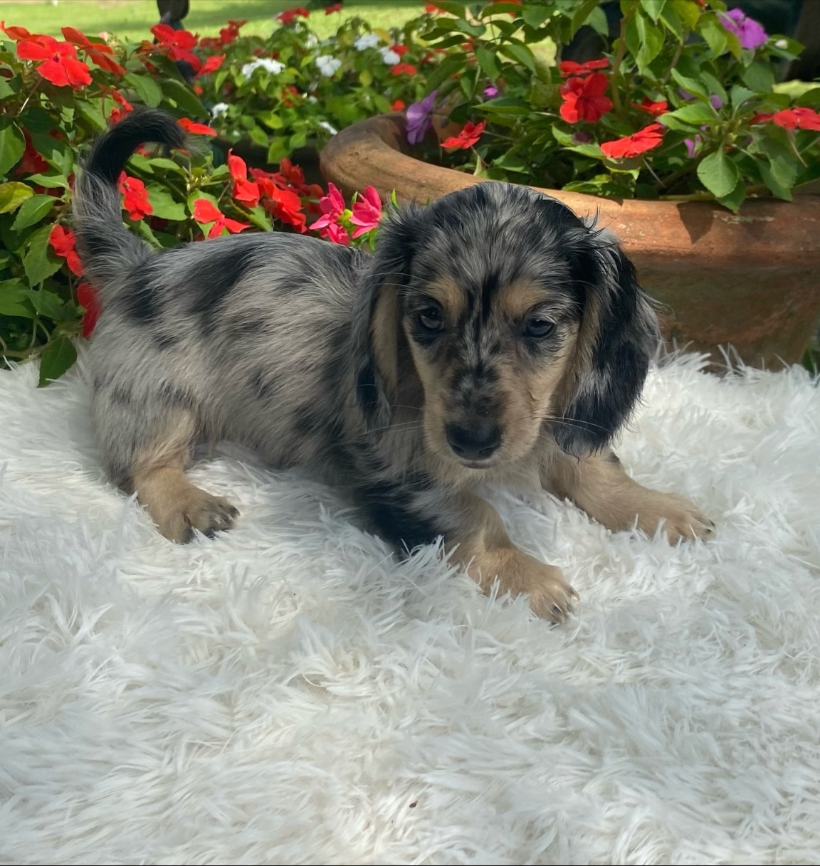 Mini dachshund