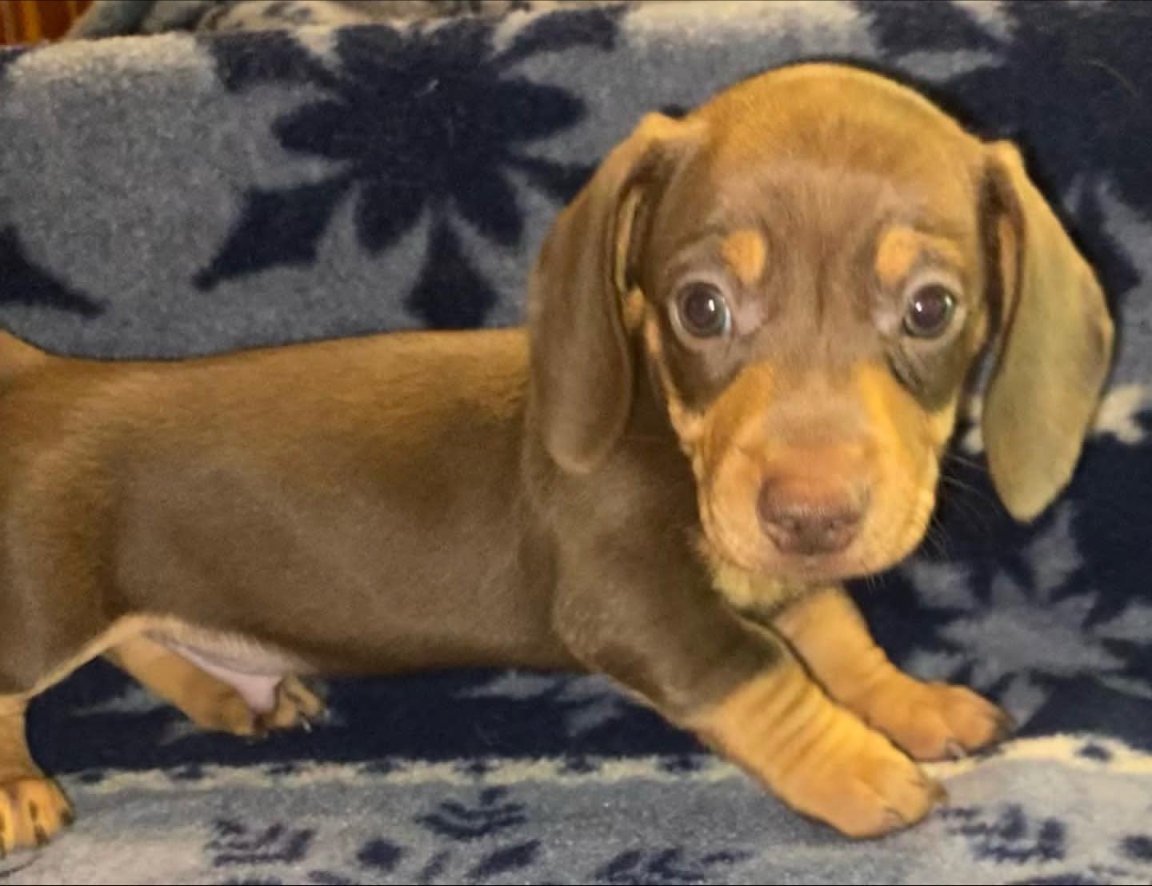 Chocolate and tan baby boy dashchund