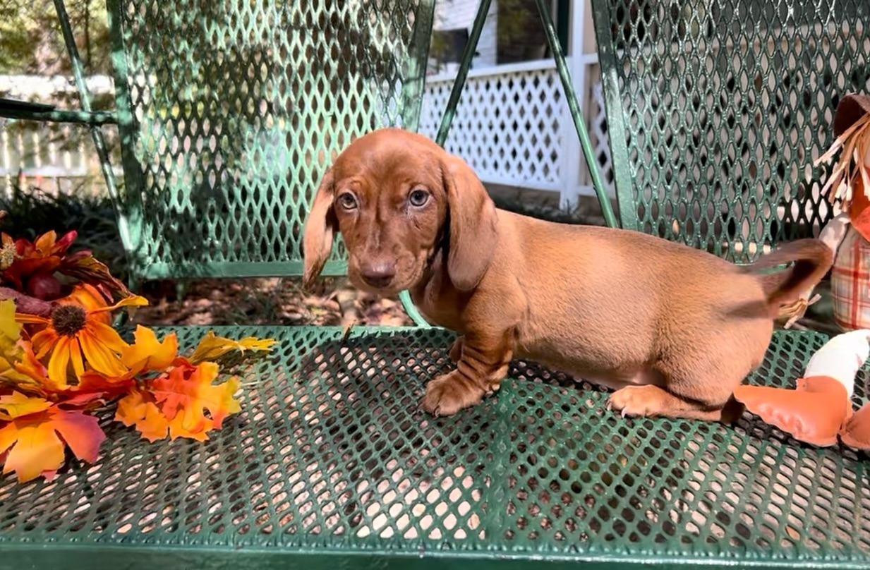 Mini dachshund Shorthair  baby