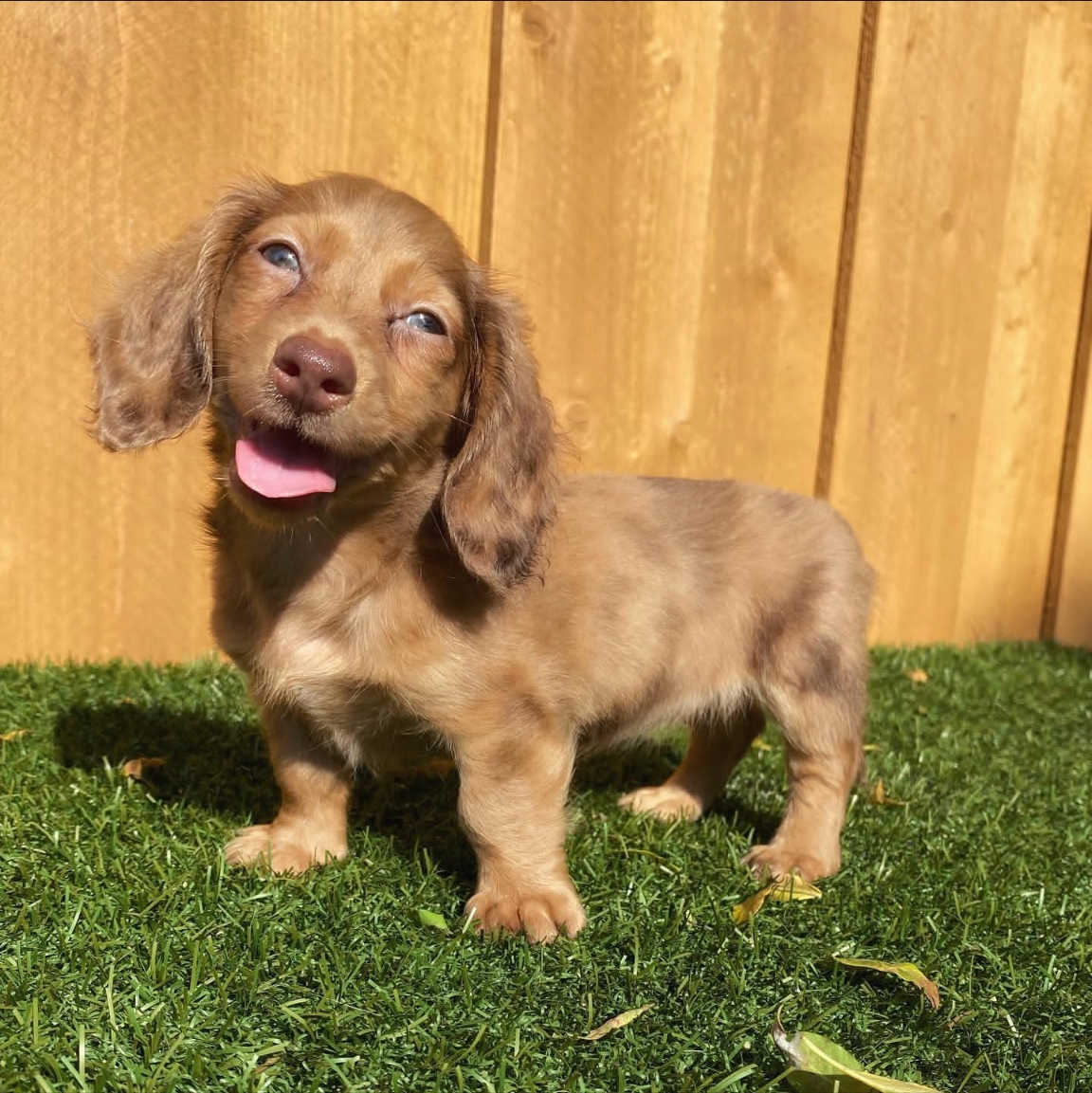 Brown cream shaded male