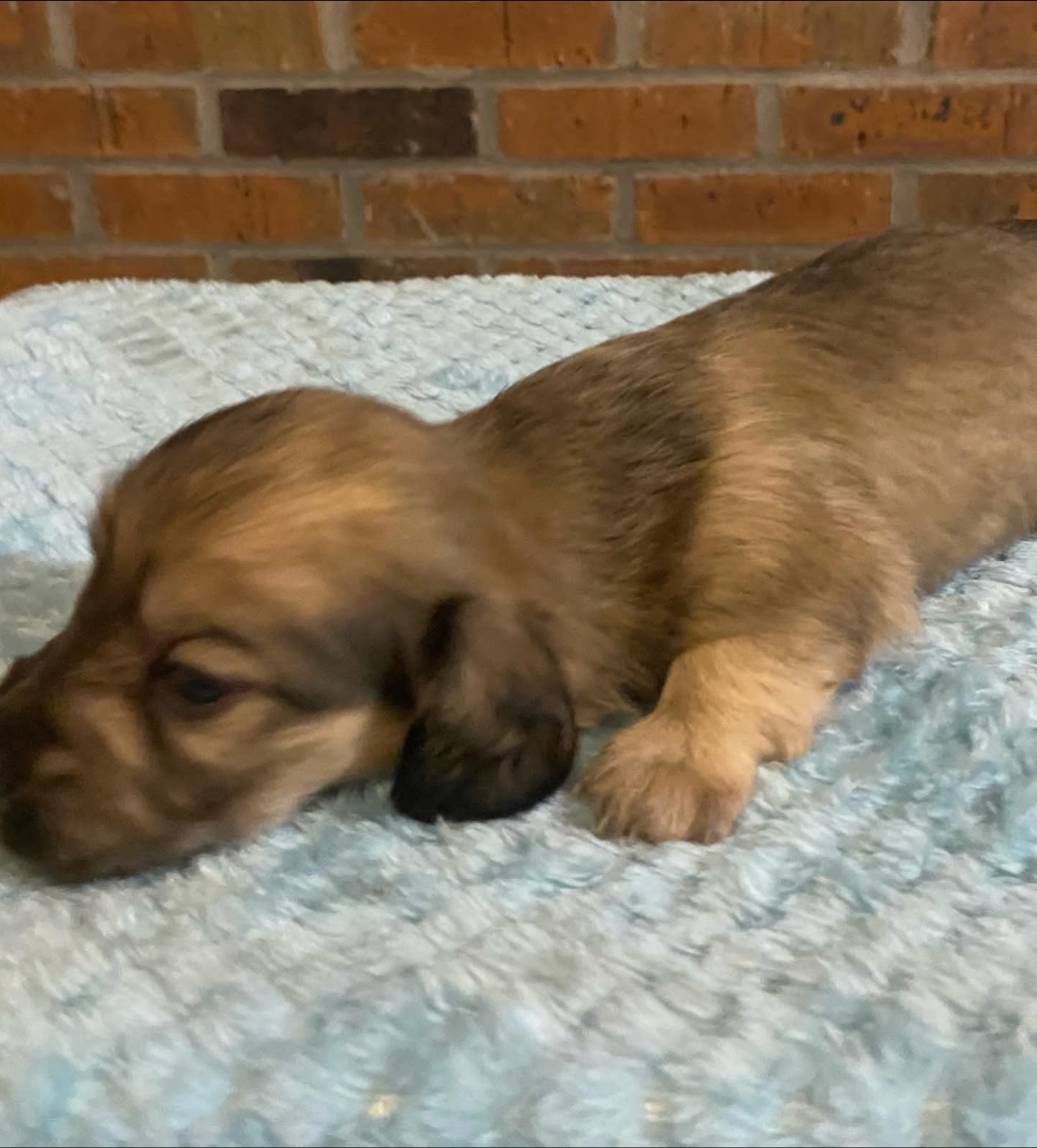 Longhair shaded red male