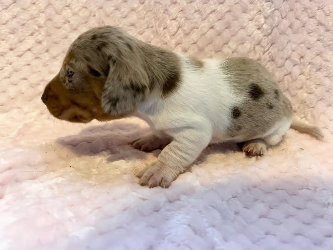 Shorthair chocolate and tan dapple piebald female.