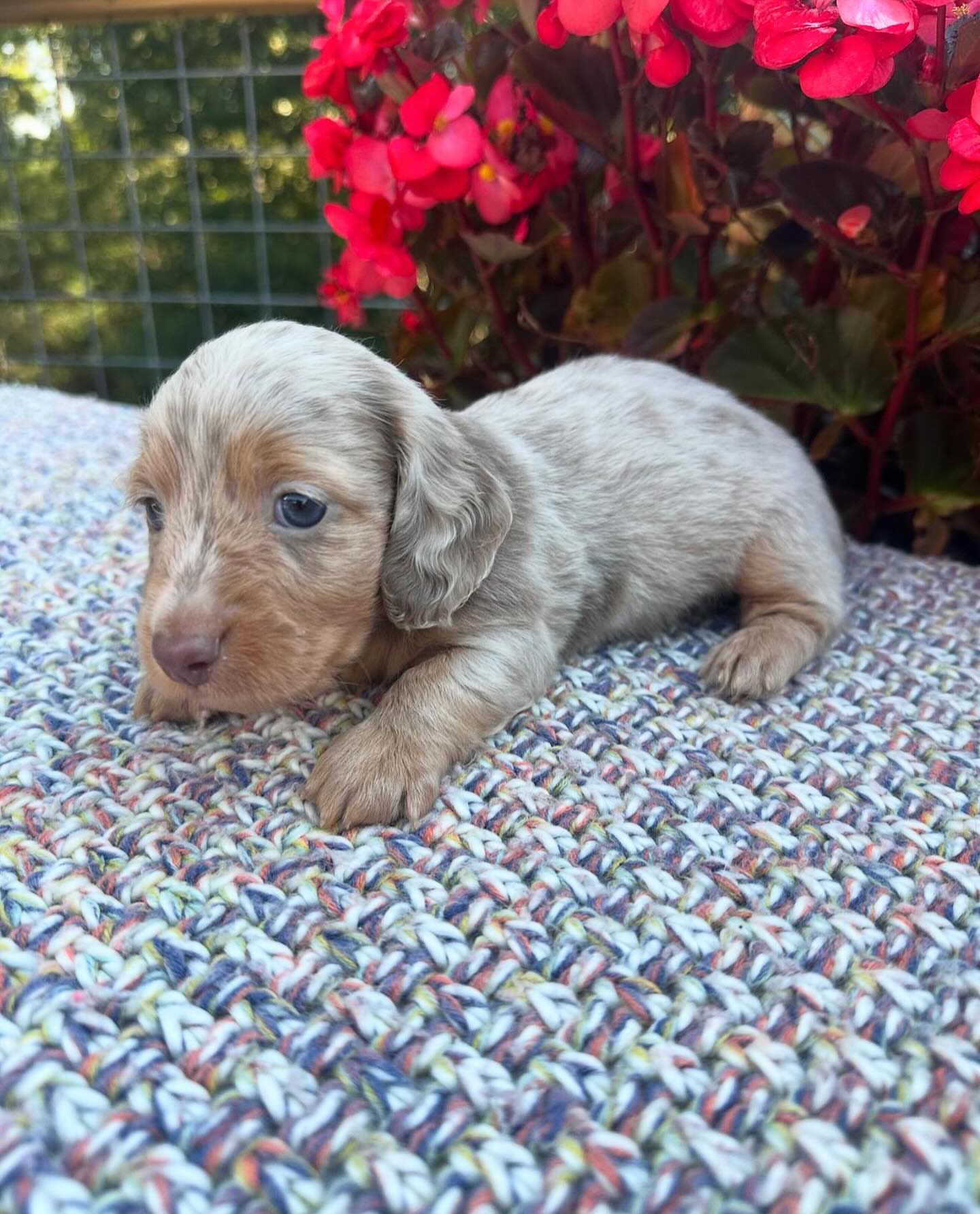 Mini dachshund puppy