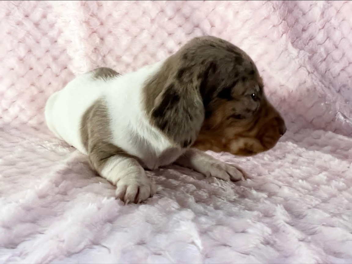 Shorthair chocolate and tan dapple piebald female.