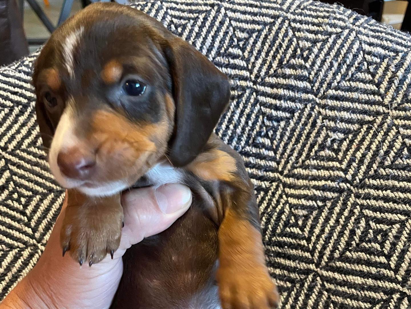 Mini dachshund Black and Tan dapple boy