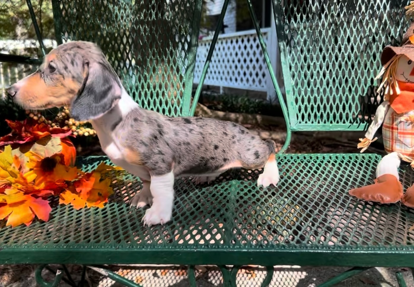 Mini dachshund black and tan dapple