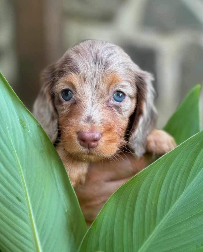 Female mini dachshund puppy