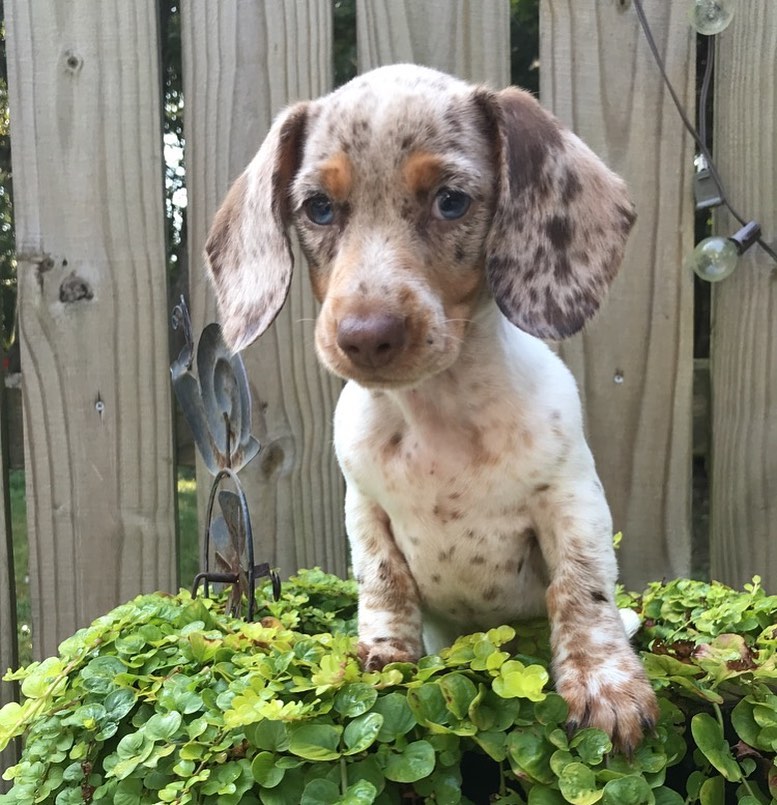 Rain mini dashchund