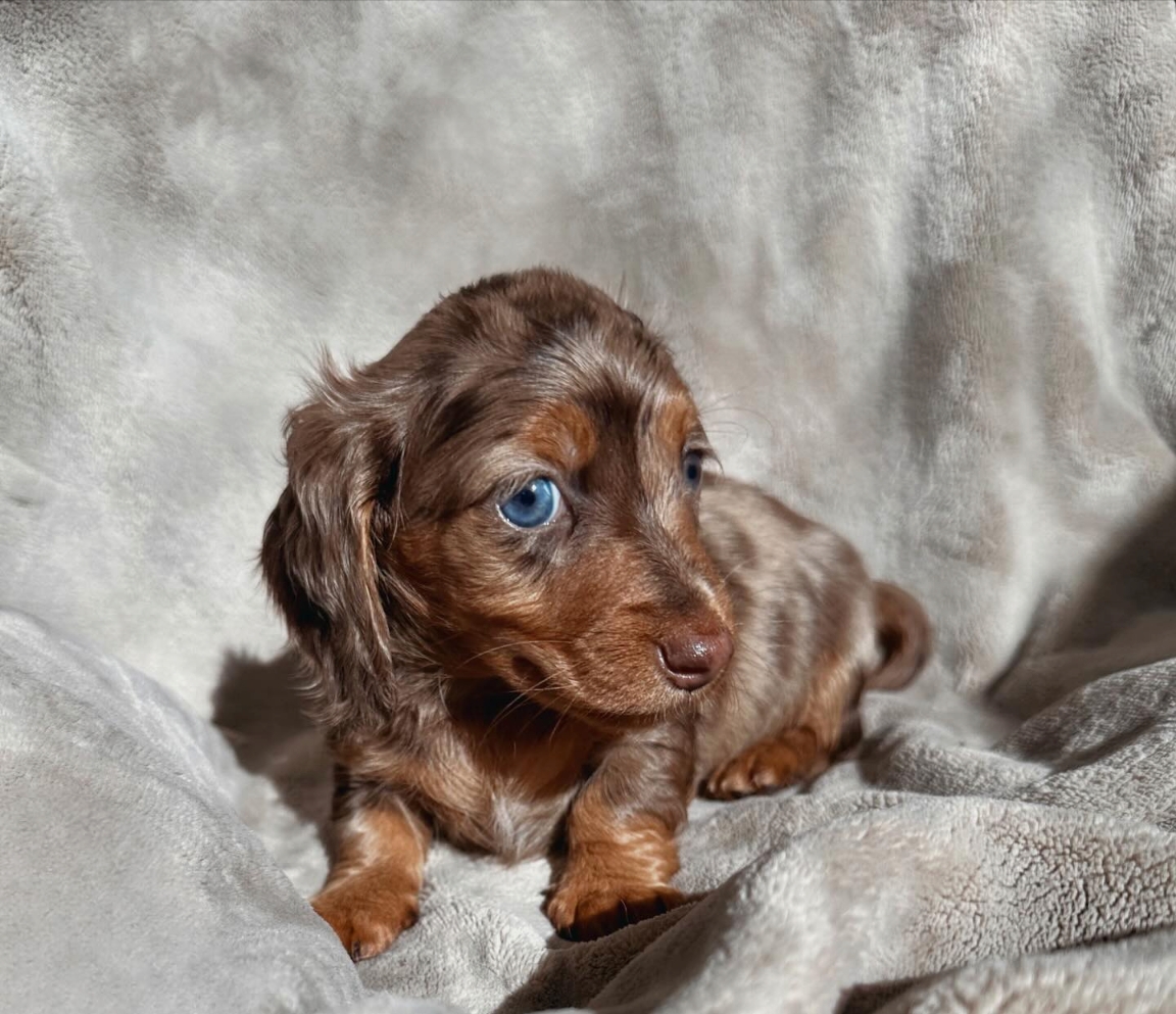 Mini dachshund Chocolate female