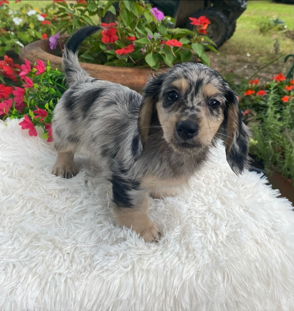 Longhair black and cream dapple male