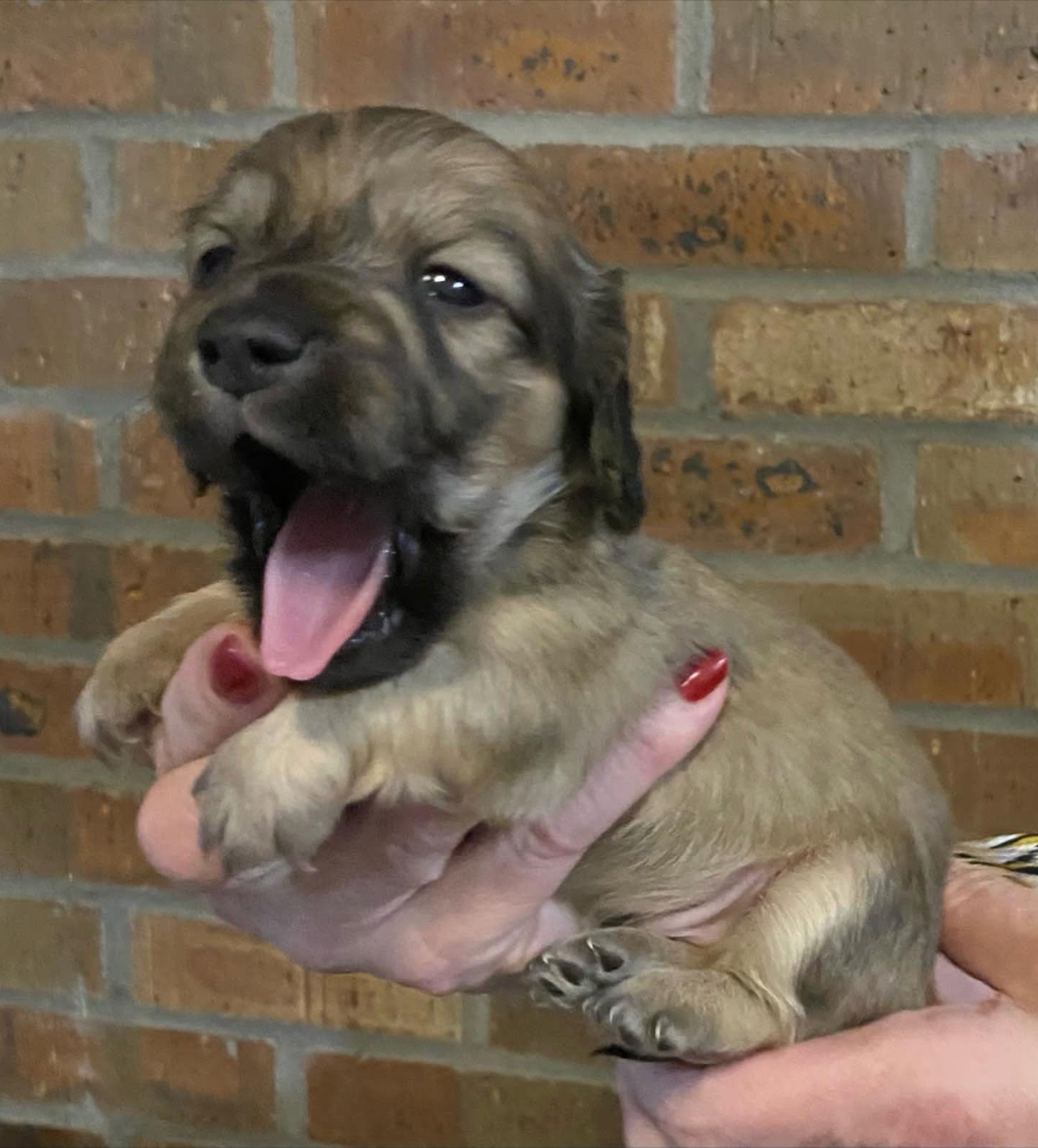 Longhair shaded cream male