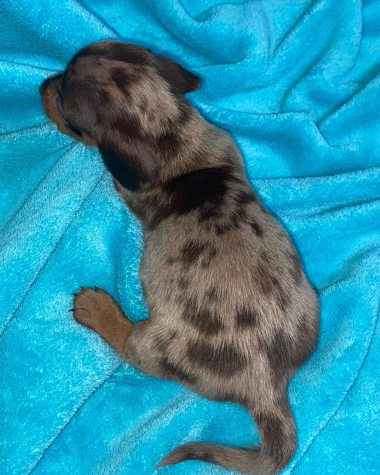 Mini dachshund male