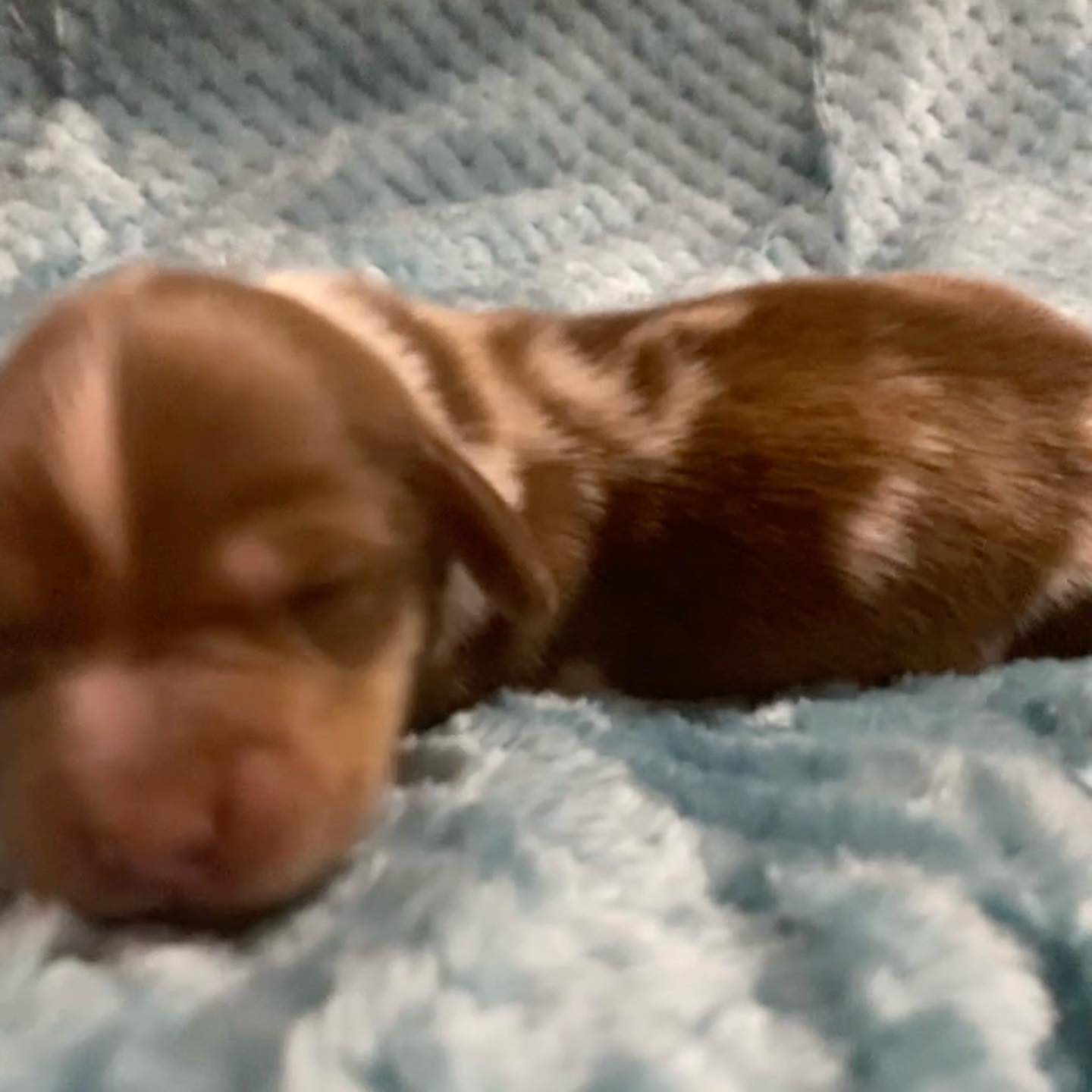 Mini dachshund male