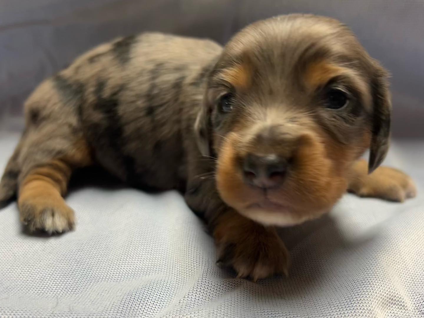 Mini dachshund Black and Tan dapple  boy