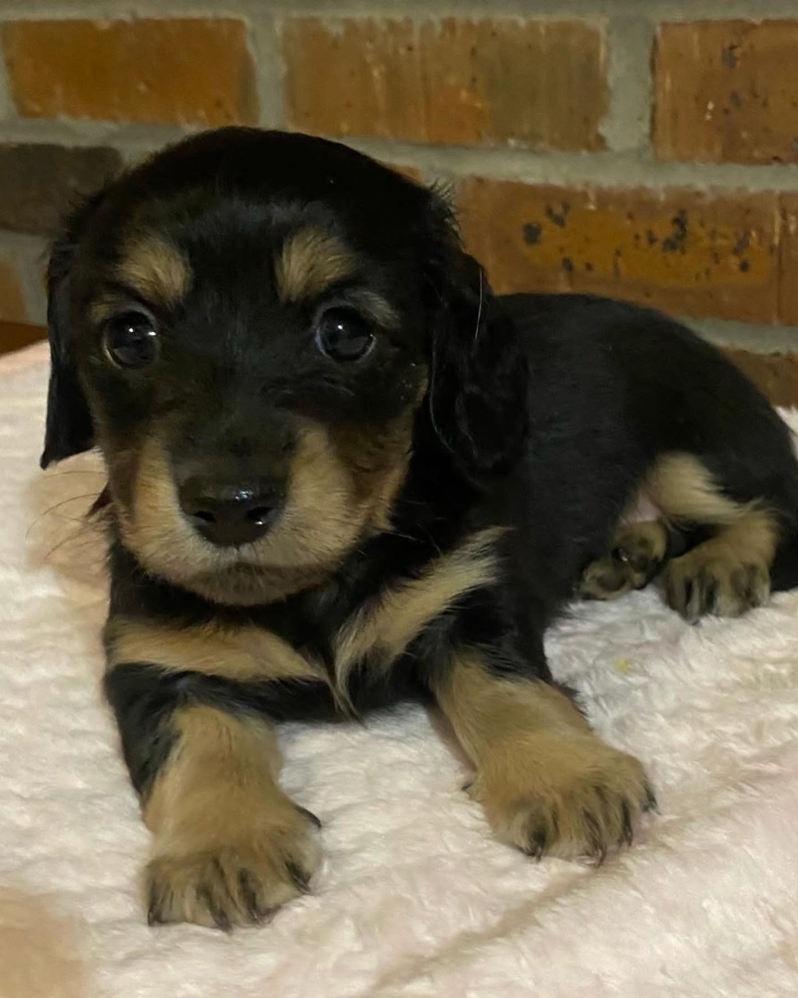 Longhair black and cream female