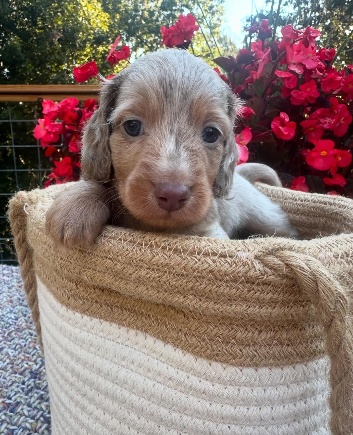 Mini dachshund puppy