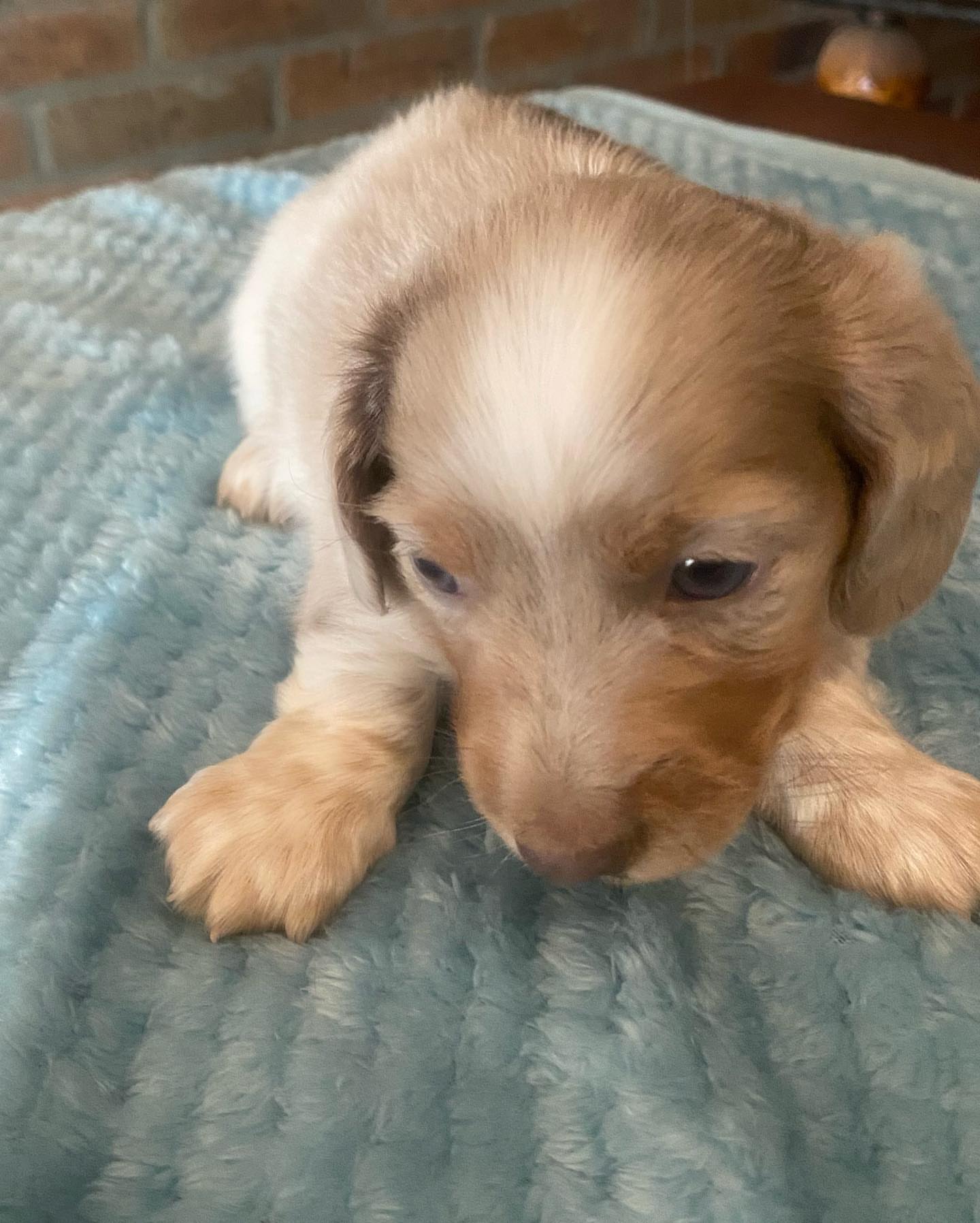 Longhair dapple piebald male