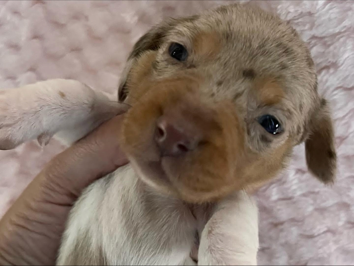 Shorthair chocolate and tan dapple piebald female.