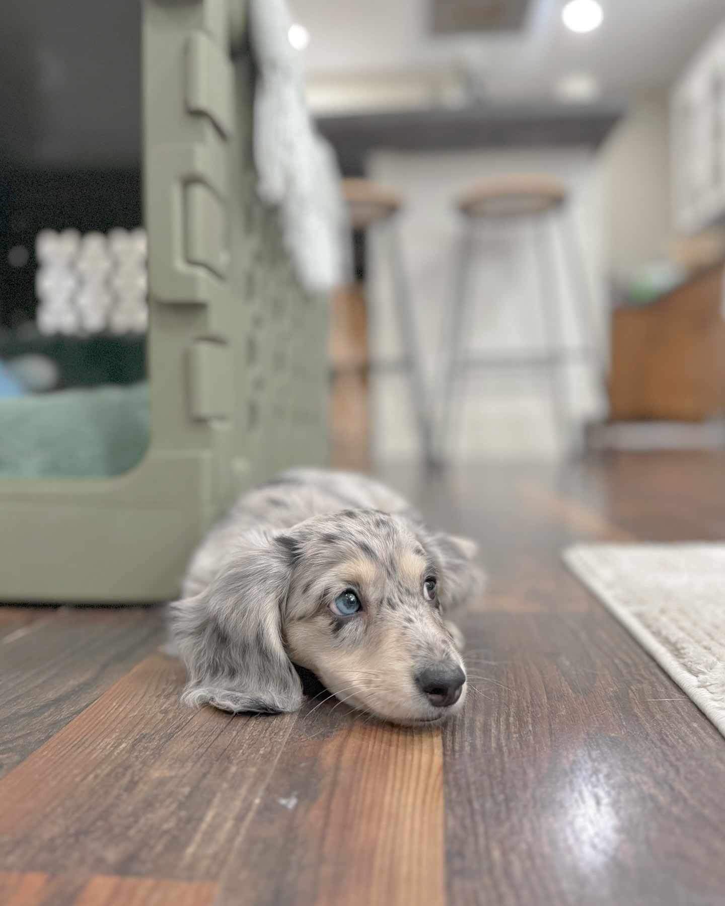 Male Mini Dachshund Puppy