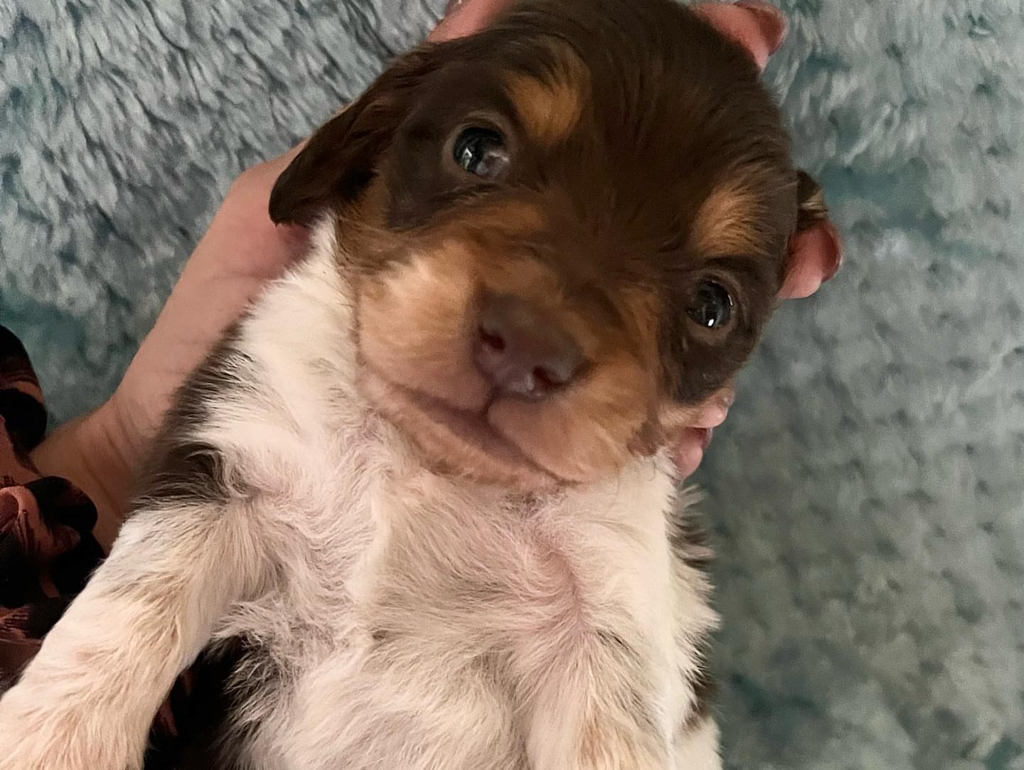 Longhair chocolate and tan piebald male