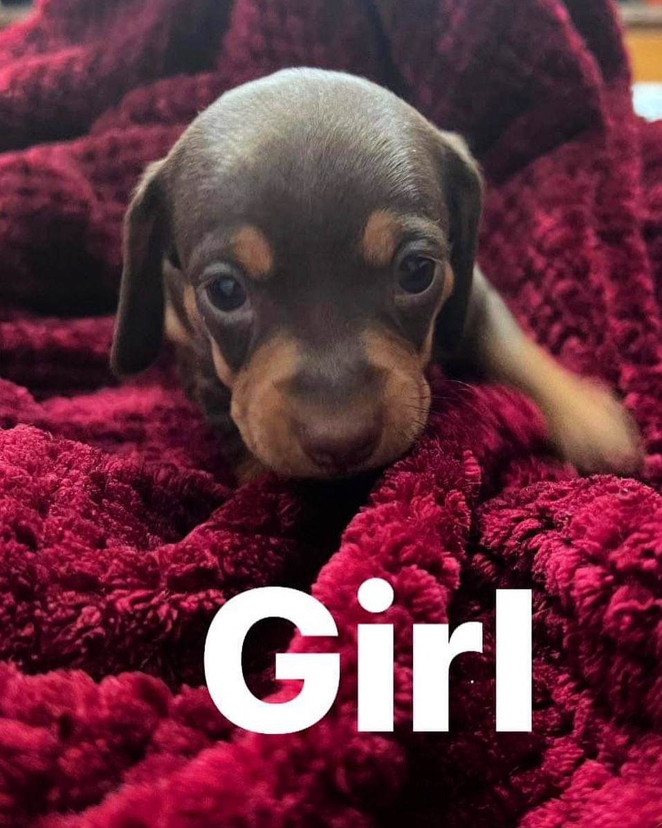 Mini dachshund girl