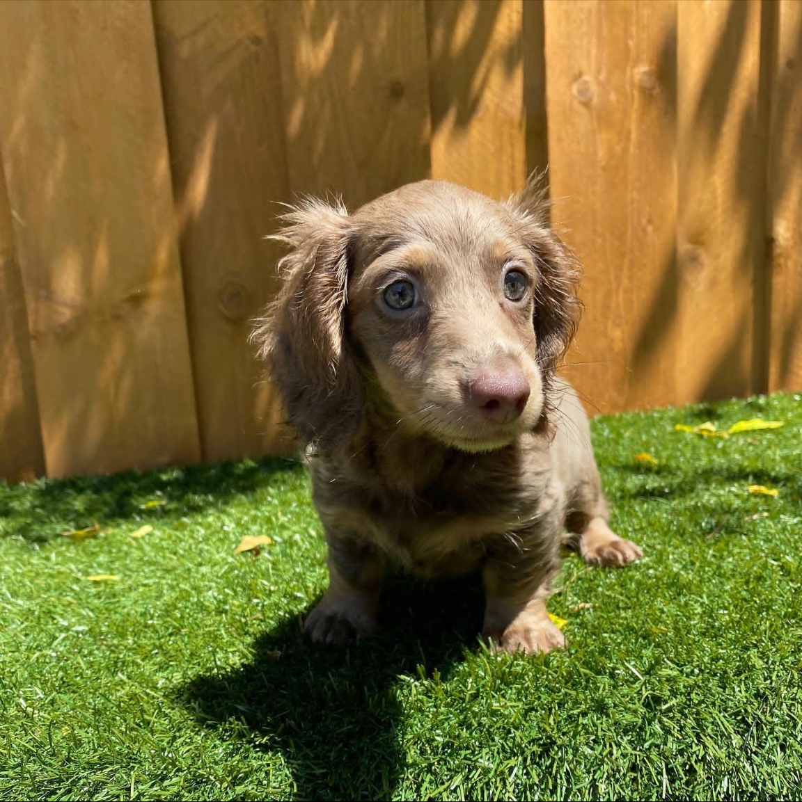 Chocolate cream shaded female