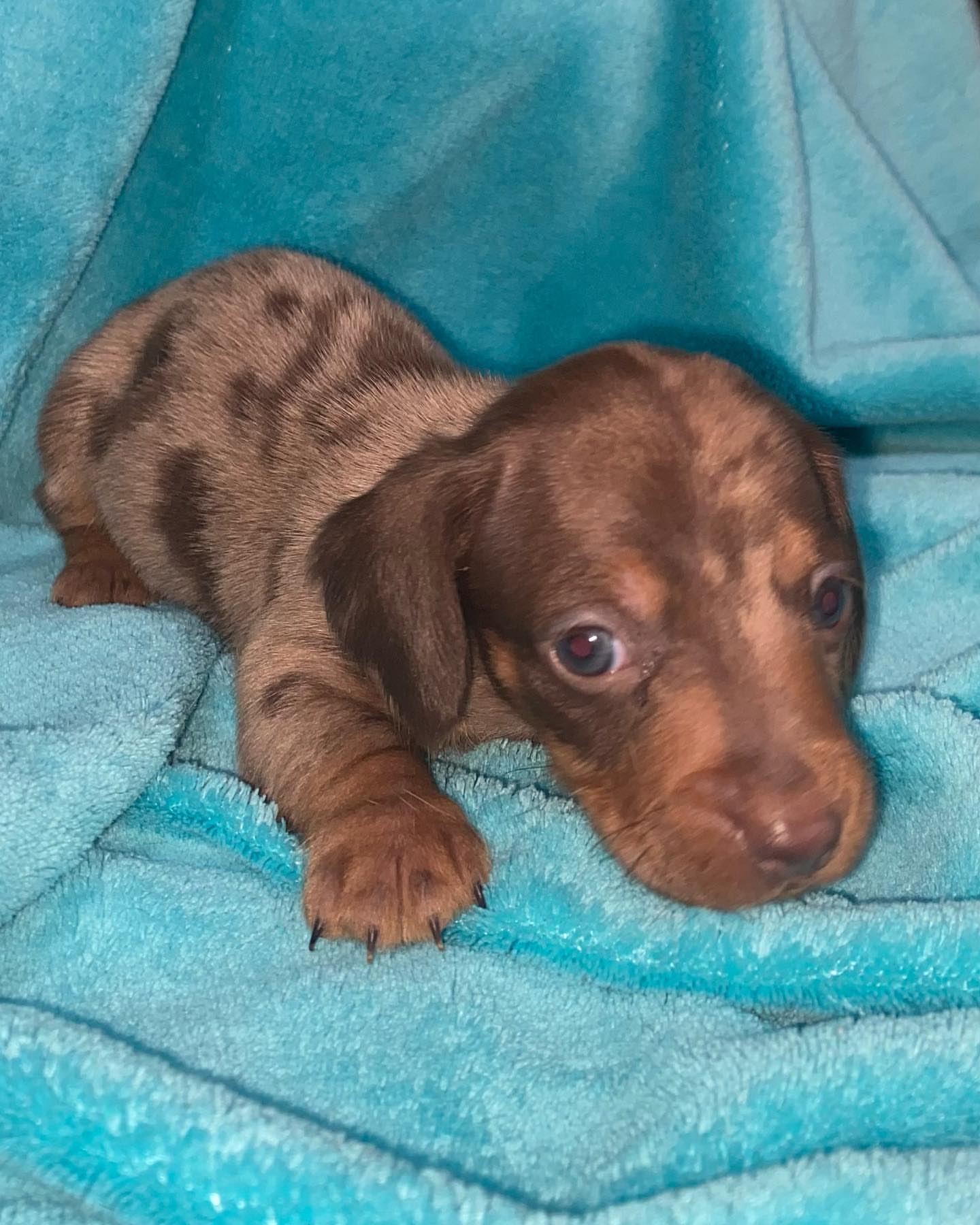 Mini dachshund male