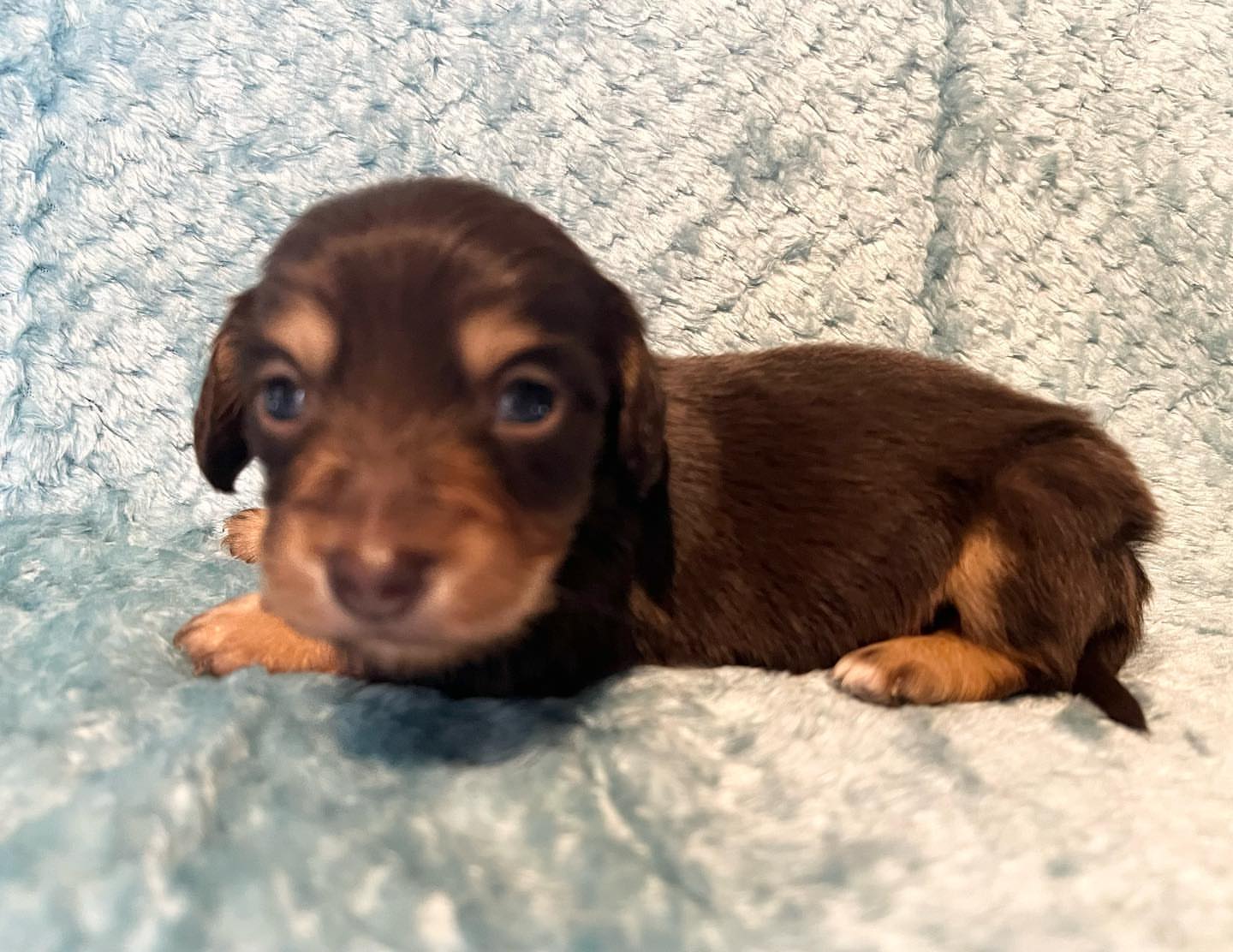 Longhair chocolate and tan male