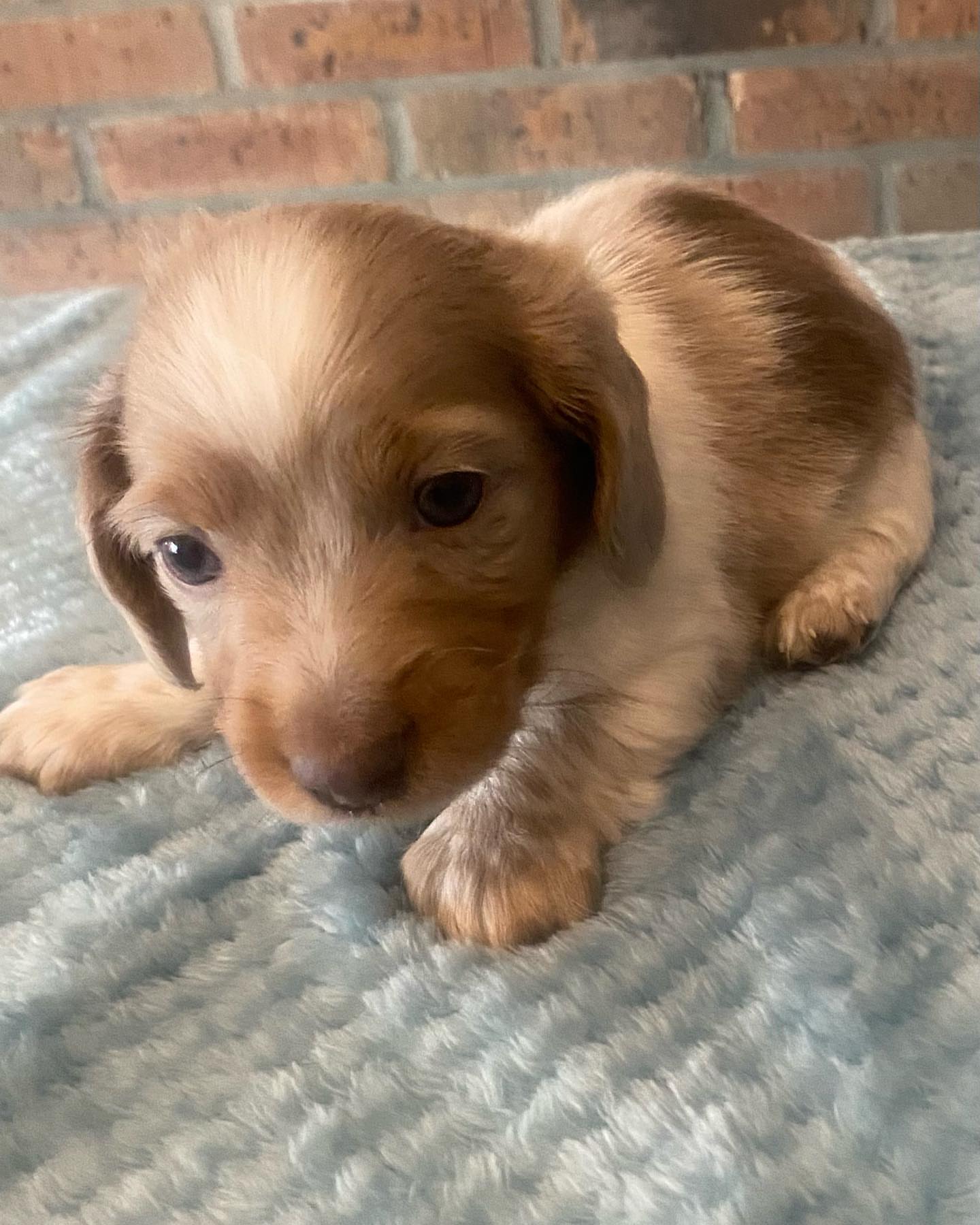 Longhair dapple piebald male