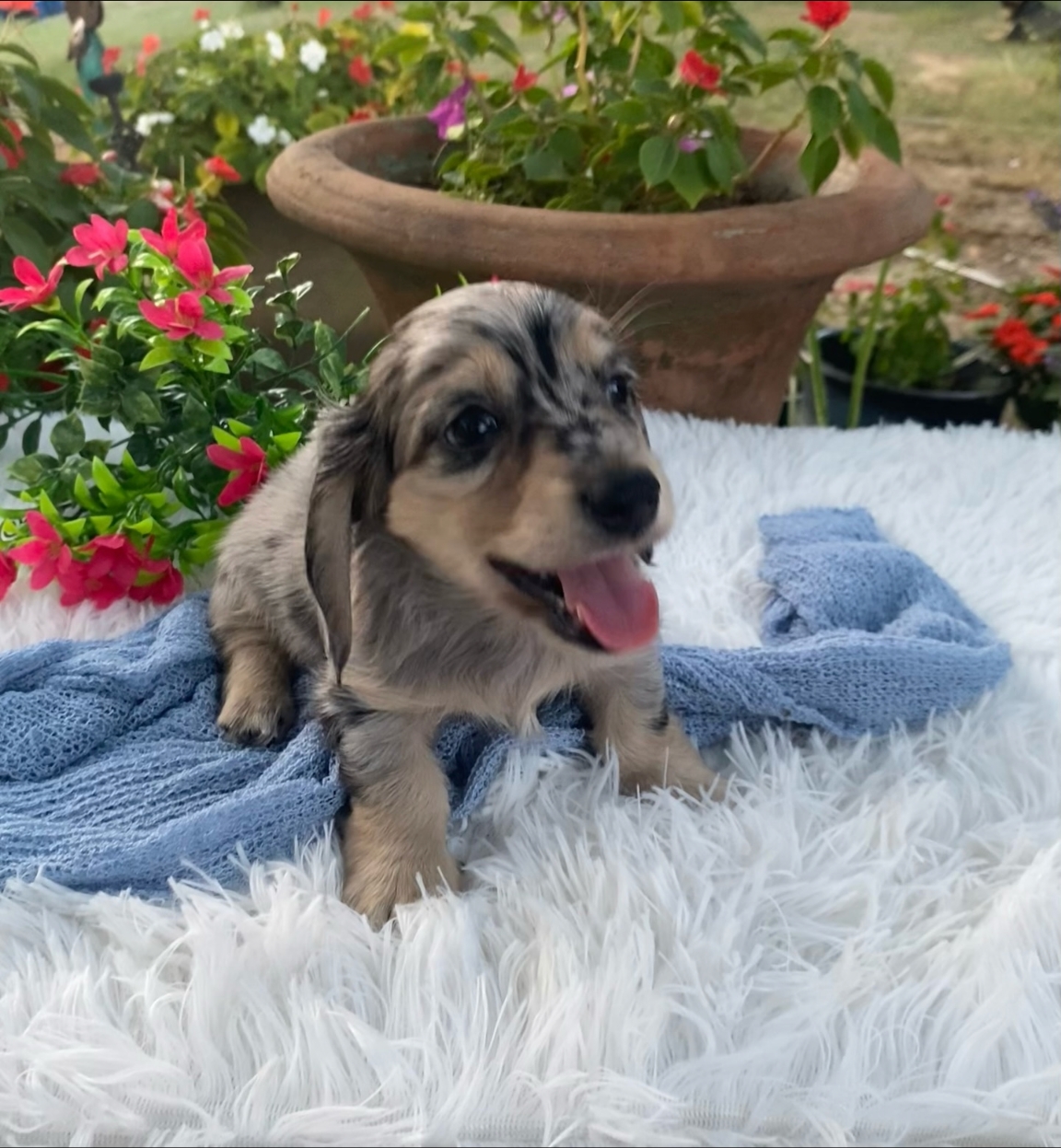 Longhair black and cream dapple male