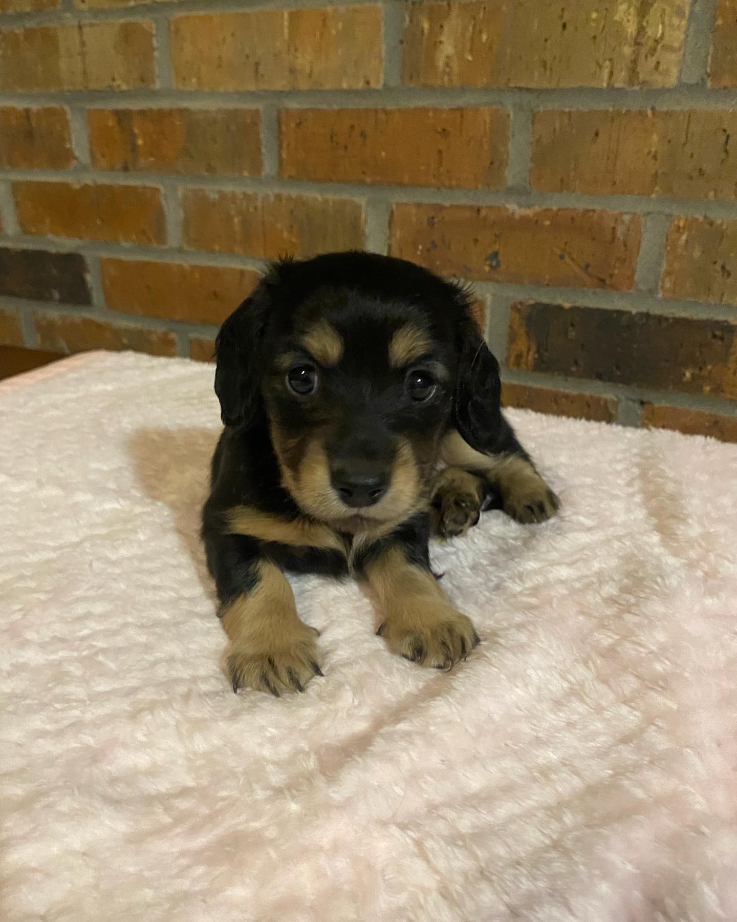 Longhair black and cream female