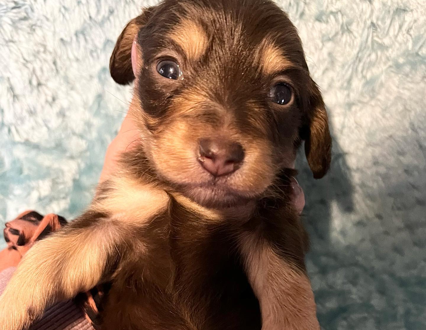 Longhair chocolate and tan male