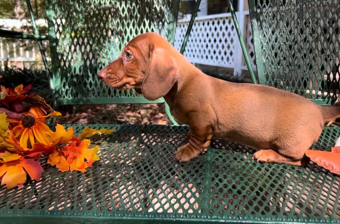 Mini dachshund Shorthair  baby