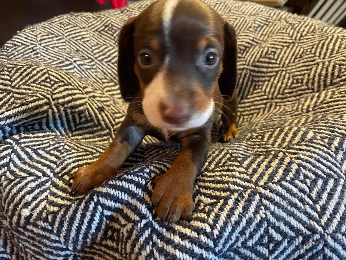 Mini dachshund Black and Tan dapple boy