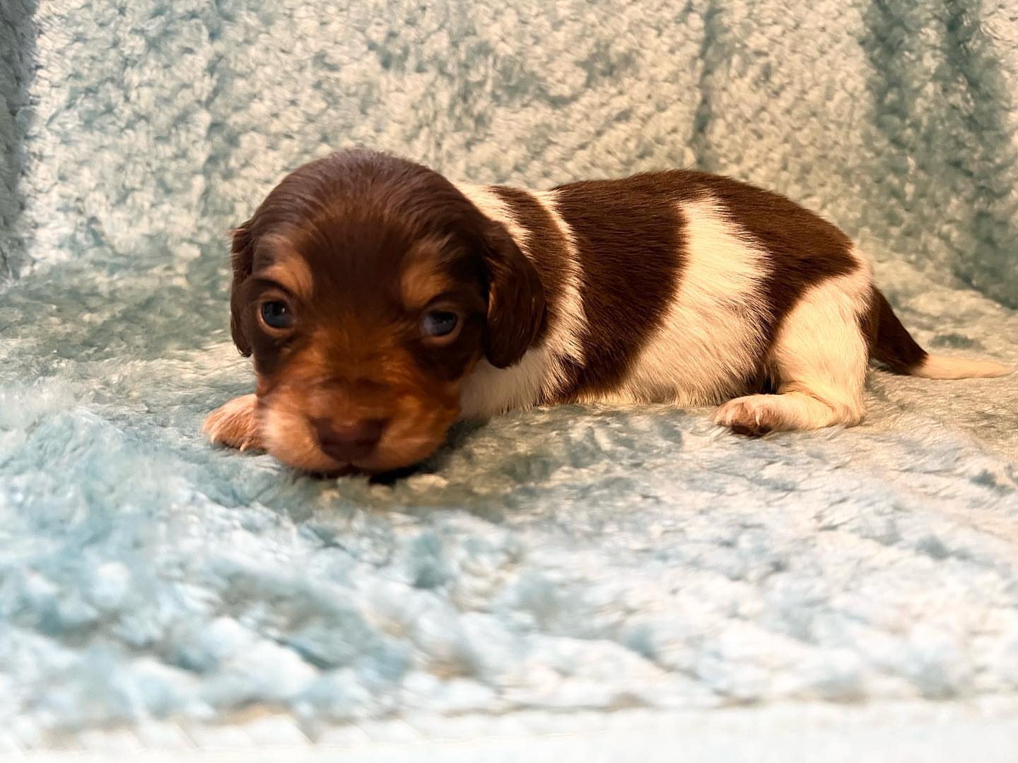 Longhair chocolate and tan piebald male