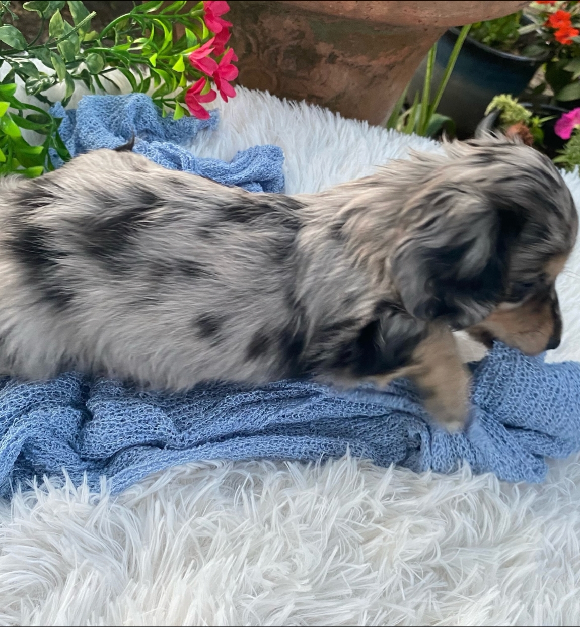 Longhair black and cream dapple male